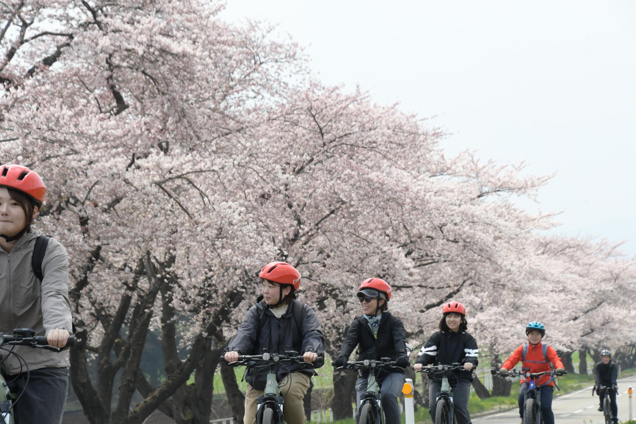 たきざわ桜ライド～春のサイクリング日和にのカバー写真